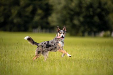 Koolie Avustralyalı çoban köpeği ya da Alman işçi köpeği. Avustralya 'nın orjinal çalışan çoban köpeği. Yeşil bir alanda koşuyor ve oynuyor.