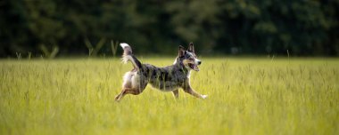 Koolie Avustralyalı çoban köpeği ya da Alman işçi köpeği. Avustralya 'nın orjinal çalışan çoban köpeği. Yeşil bir alanda koşuyor ve oynuyor.