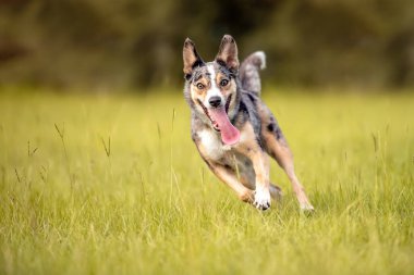 Koolie Avustralyalı çoban köpeği ya da Alman işçi köpeği. Avustralya 'nın orjinal çalışan çoban köpeği. Yeşil bir alanda koşuyor ve oynuyor.