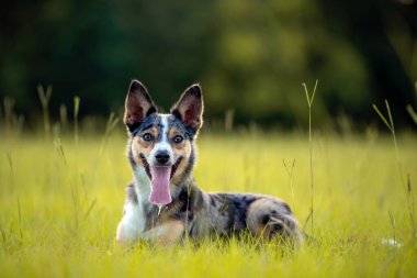  Koolie Avustralyalı çoban köpeği ya da Alman işçi köpeği. Avustralya 'nın orjinal çalışan çoban köpeği. Bir tarlada yatıyor