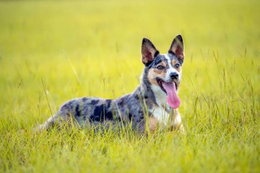  Koolie Avustralyalı çoban köpeği ya da Alman işçi köpeği. Avustralya 'nın orjinal çalışan çoban köpeği. Bir tarlada yatıyor