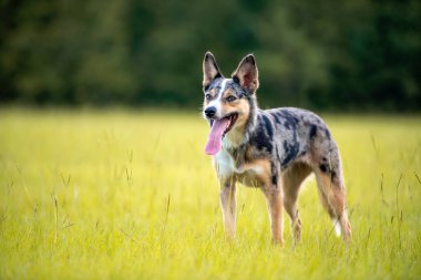 Koolie Avustralyalı çoban köpeği ya da Alman işçi köpeği. Avustralya kökenli çoban köpeği. Bir tarlada dururken.