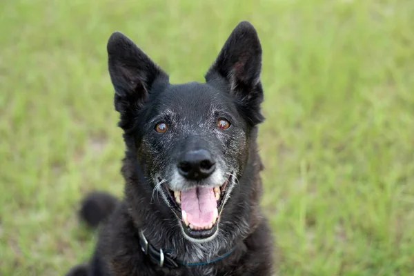 Senior Zwarte Herder Mix Zittend Een Grasveld — Stockfoto