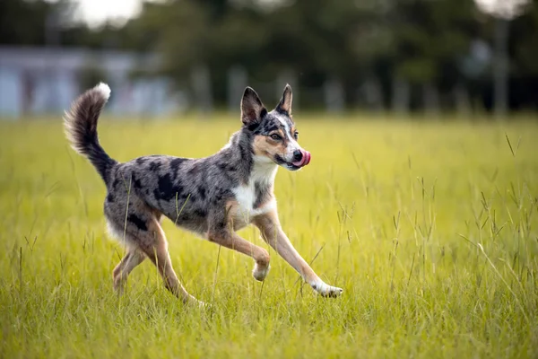 Koolie Australský Pastevecký Pes Nebo Německý Coolie Originální Australský Stádní — Stock fotografie