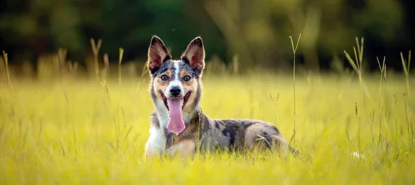 Koolie Australian working herding dog or German Coolie. Australia original working herding dog. Laying down in a field banner