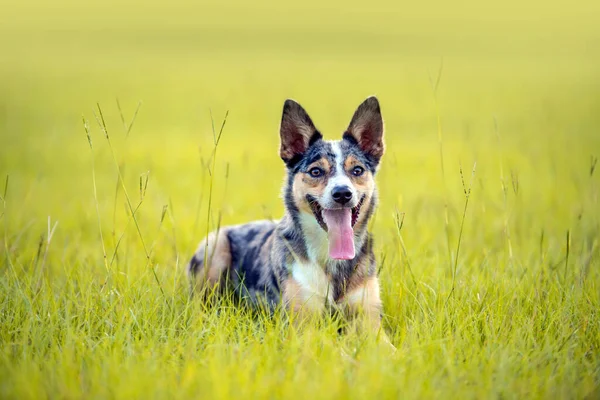 クーリーオーストラリア人は犬やドイツのクーリーを飼っている オーストラリアの元の作業保持犬 畑に寝そべって — ストック写真