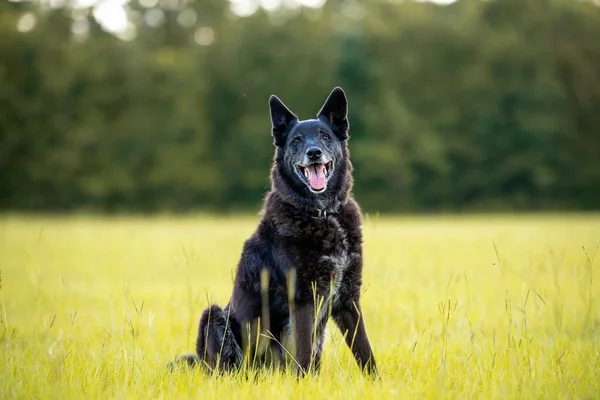 Senior Zwarte Herder Mix Zittend Een Grasveld — Stockfoto