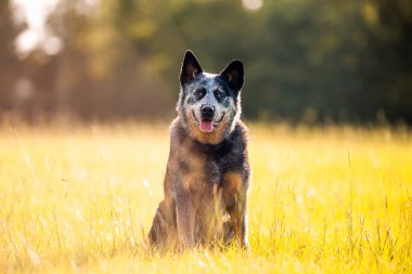 Kıdemli Avustralya Sığır Köpeği veya Mavi Queensland Heeler Yeşil çimlerin üzerinde çalışan zeki köpek