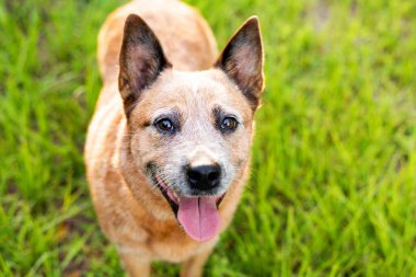 Avustralya Sığır Köpeği ya da Kızıl Queensland Heeler Yeşil çimlerin üzerinde çalışan zeki köpek