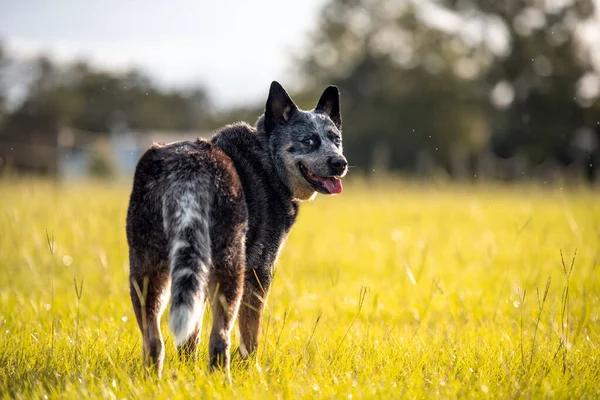 Senior Australische Runderen Hond Blue Queensland Heeler Intelligente Werkende Hond — Stockfoto