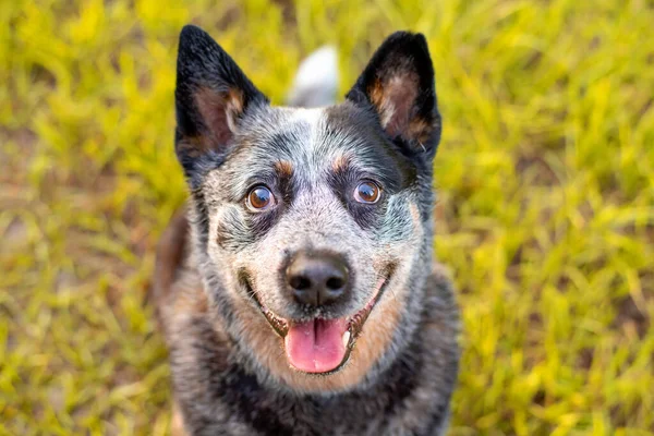 Ανώτερος Αυστραλίας Σκύλος Βοοειδών Blue Queensland Heeler Έξυπνο Σκυλί Εργασίας — Φωτογραφία Αρχείου