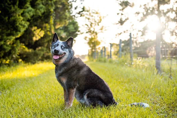 Ανώτερος Αυστραλίας Σκύλος Βοοειδών Blue Queensland Heeler Έξυπνο Σκυλί Εργασίας — Φωτογραφία Αρχείου