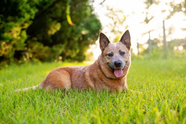 Avustralya Sığır Köpeği ya da Kızıl Queensland Heeler Yeşil çimlerin üzerinde çalışan zeki köpek