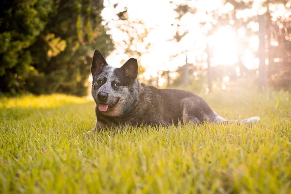 Senior Australische Runderen Hond Blue Queensland Heeler Intelligente Werkende Hond — Stockfoto