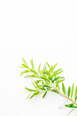 Zarif bitkilerle kopyalama alanı için boş kart