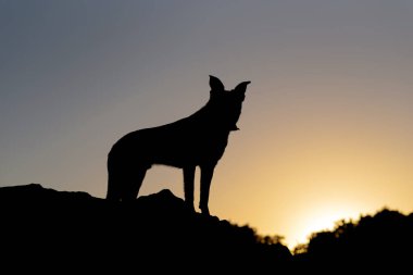 Güzel Border Collie karışımı gün batımında, köpek yetiştirmek kolaydır.