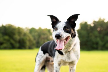Güzel Border Collie karışımı gün batımında, köpek yetiştirmek kolaydır.