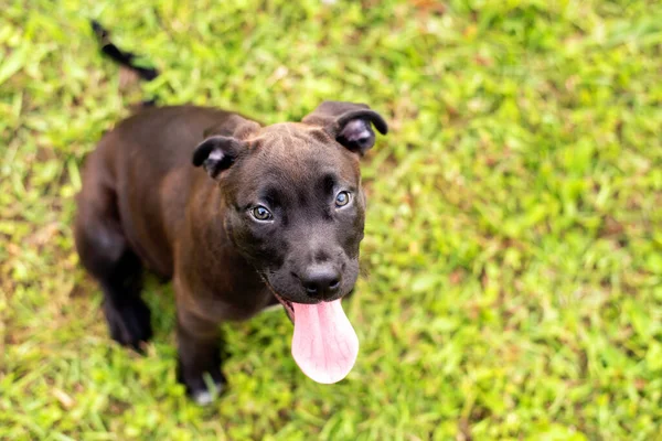 Ein Schwarzer Pit Bull Terrier Mischlingswelpe — Stockfoto