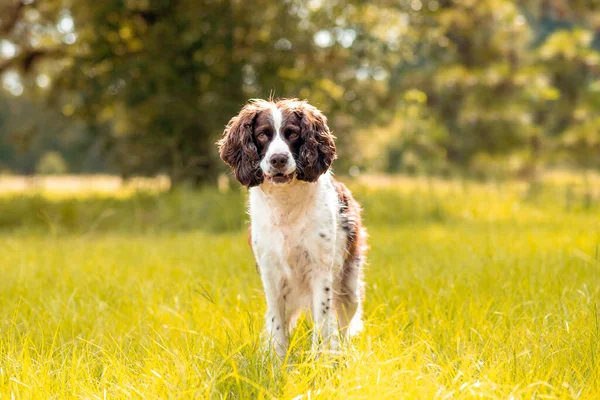 Mnsterlander or English Springer spaniel dog looking forward standing in green grass in the sun