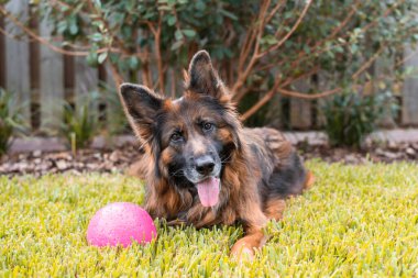 Uzun paltolu, kırmızı ve siyah Alman çoban köpeği.