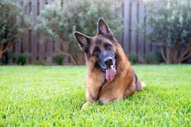  Kızıl ve siyah Alman çoban köpeği sıcak bir yaz gününde arka bahçesinin tadını çıkarıyor.