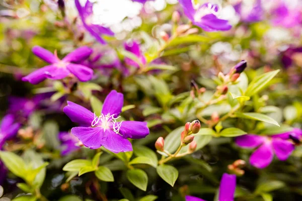Fioletowy Kwiat Chwały Dużą Ilością Kwiatów Sezonie Podglądania — Zdjęcie stockowe
