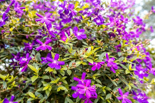 Fioletowy Kwiat Chwały Dużą Ilością Kwiatów Sezonie Podglądania — Zdjęcie stockowe