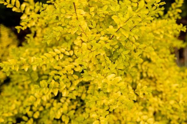 Sunshine Ligustrum Pequeño Arbusto Decorativo Con Hojas Color Amarillo Brillante — Foto de Stock