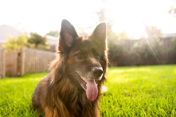 長いコート髪赤と黒のドイツの羊飼いの犬屋外 — ストック写真