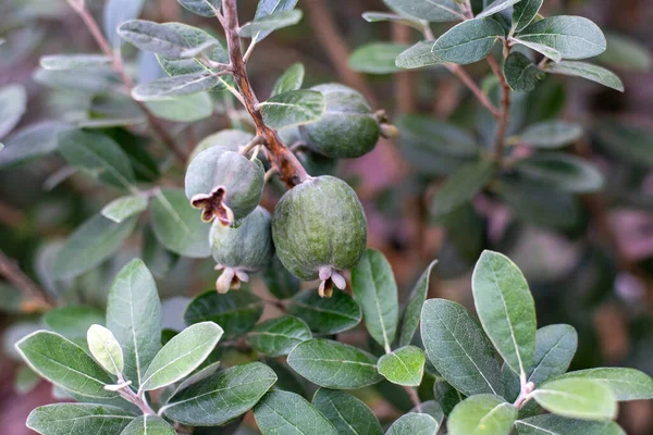 Guawa Ananasowa Zielona Młodej Roślinie Acca Sellowiana Zielona Guawa Organiczna — Zdjęcie stockowe