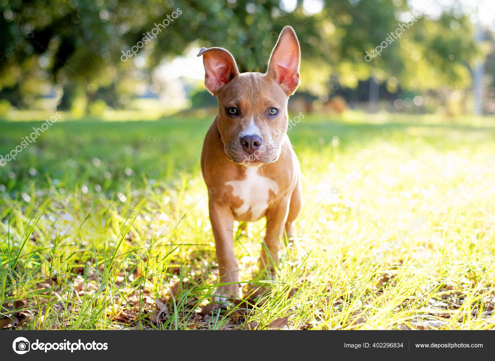 Tan American Pitbull Terrier Puppy Copper Pitbull Terrier Female