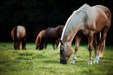 Palomino aygırı gün batımında yeşil otlakta. Kremalı at portresi..