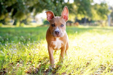  Pitbull Terrier köpek yavrusu bakır ten rengi Parlak günbatımında çimenli bir çimenlikte duruyor