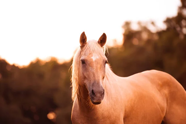 日没の緑の芝生の牧草地でPalomino種牡馬 クリーム馬の肖像画 — ストック写真
