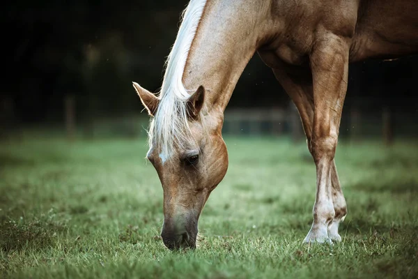 日没の緑の芝生の牧草地でPalomino種牡馬 クリーム馬の肖像画 — ストック写真