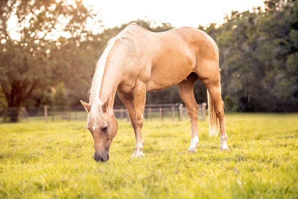 日没の緑の芝生の牧草地でPalomino種牡馬 クリーム馬の肖像画 — ストック写真
