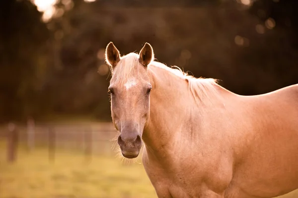 日没の緑の芝生の牧草地でPalomino種牡馬 クリーム馬の肖像画 — ストック写真