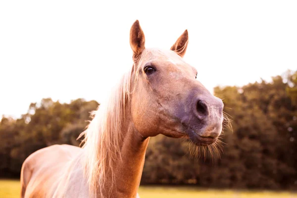 Palomino Hengst Auf Der Grünen Weide Bei Sonnenuntergang Pferdeporträt Aus — Stockfoto