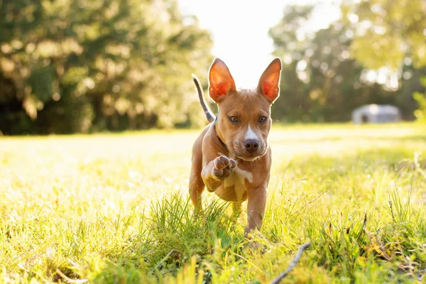 Pitbull Terrier Cachorro Cobre Color Bronceado Corriendo Jugando Césped Cubierto — Foto de Stock