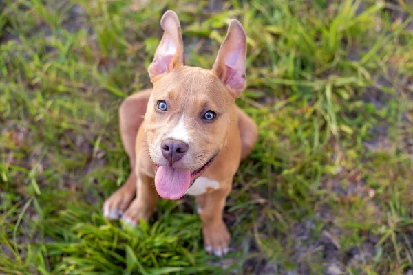 ピッツブルテリア子犬銅Tan色座っていると明るい夕日で芝生の芝生の上で検索 — ストック写真