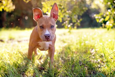  Pitbull Terrier köpek yavrusu bakır ten rengi Parlak günbatımında çimenli bir çimenlikte duruyor