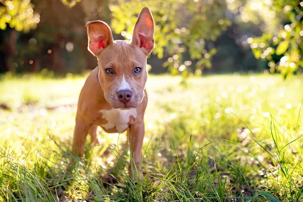 Pitbull Terrier Kiskutya Réz Barna Szín Áll Füves Gyepen Fényes — Stock Fotó