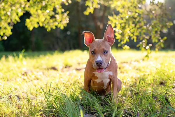 Pitbull Terrier Cor Cobre Cachorro Bronzeado Sentado Gramado Gramado Pôr — Fotografia de Stock
