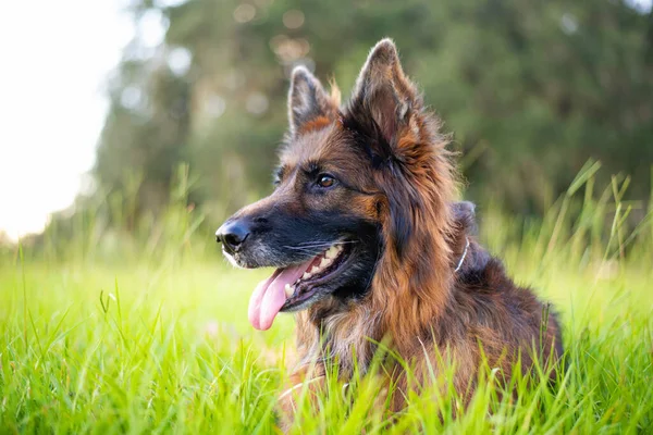 緑の芝生の上の公園でドイツの羊飼い 長いコート犬の肖像画 — ストック写真