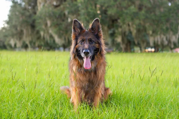 Portret Van Een Duitse Herder Lange Vacht Hond Het Park — Stockfoto