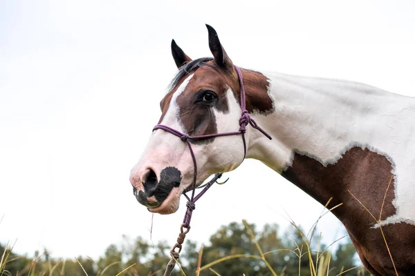 American Paint Horse Klacz Niebieskimi Oczami — Zdjęcie stockowe