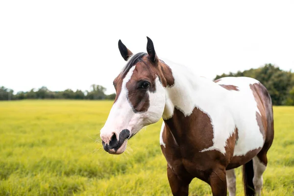 American Paint Horse Klacz Niebieskimi Oczami — Zdjęcie stockowe