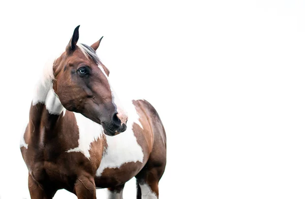 American Paint Cavalo Égua Com Olhos Azuis — Fotografia de Stock