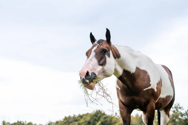 American Paint Horse Stute Mit Blauen Augen Westren Rasse Grast — Stockfoto