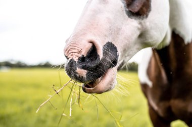 Mavi gözlü Amerikan Boya Atı kısrağı, yeşil bir tarlada otlayan Westren soyu.